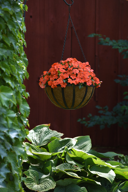 Impatiens walleriana Beacon Salmon 1000 semien